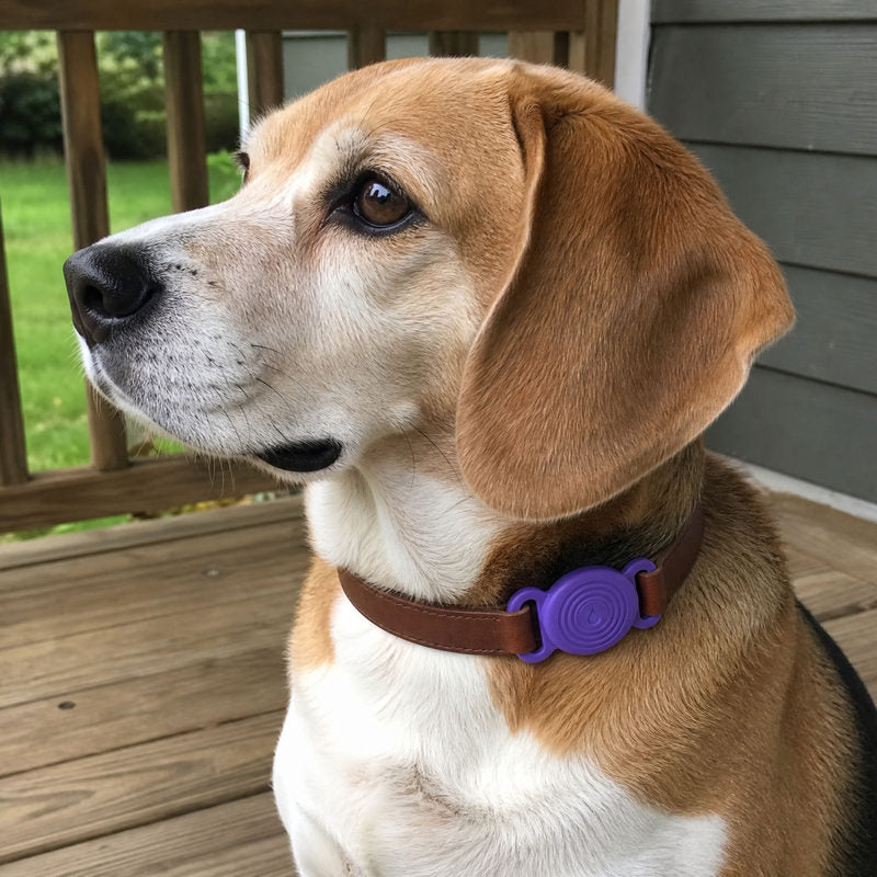 Customer photo: beagle on a porch wearing a Lavender TailTrace mount