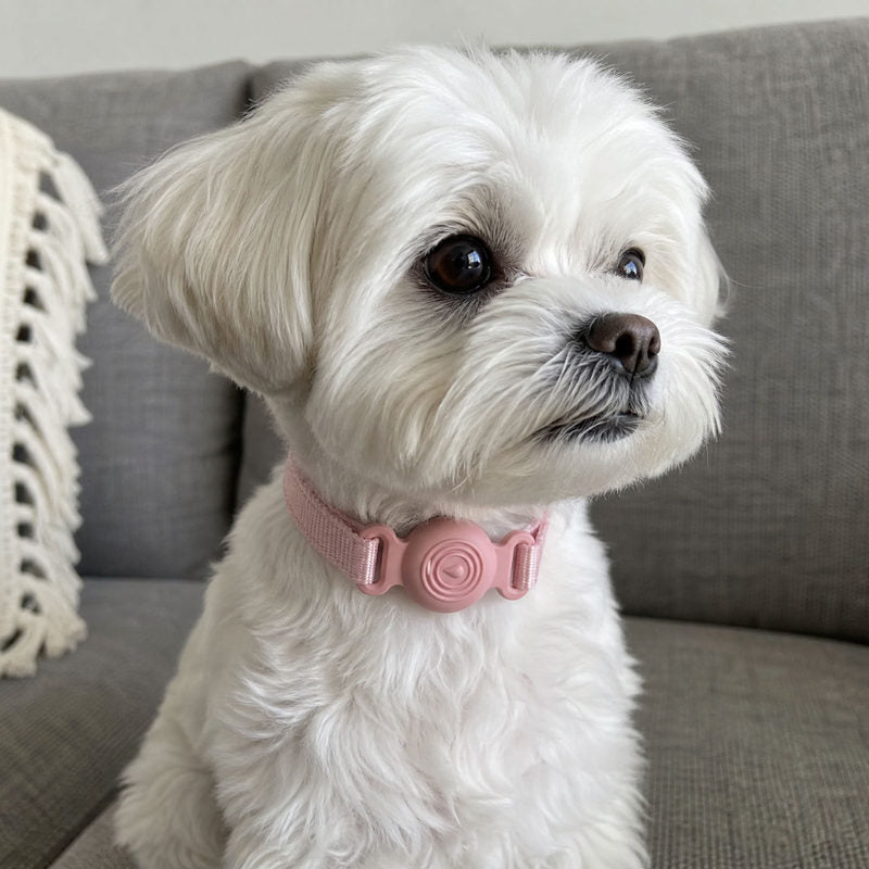 Customer photo: white Maltese indoors wearing a Blush Pink TailTrace mount